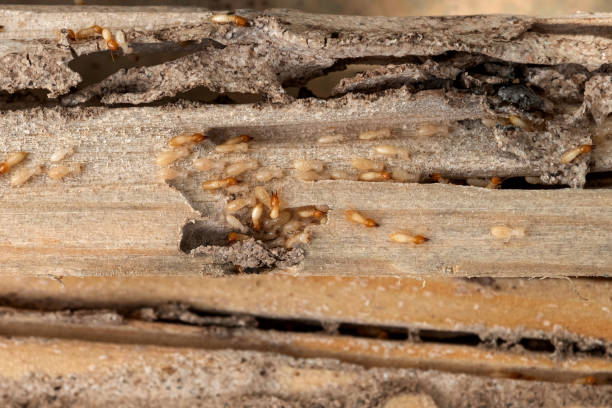 Best Exterminator Services  in Cecilia, LA